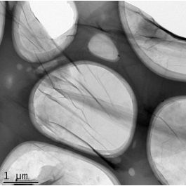 ACS MATERIAL Graphene GTOPL011